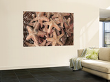 A Basket of Starfishes, Rethymnon Old Town, Crete, Greece Wall Mural by Steve Outram