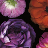 Ranunculus II Left Posters by Pip Bloomfield