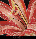 Amaryllis rouge Poster par Roberta Ahrens