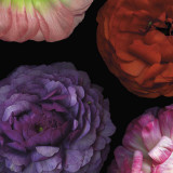 Ranunculus I Left Posters by Pip Bloomfield