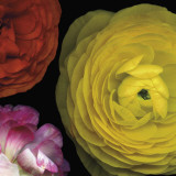 Ranunculus I Right Kunst av Pip Bloomfield Ranunculus I Right Kunst av Pip Bloomfield