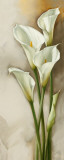 Callas Gracieux II Poster von Igor Levashov
