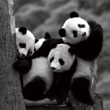 Pandas Posters par Danita Delimont
