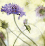 Donna Geissler - Summer Whimsy - Art Print Donna Geissler - Summer Whimsy - Art Print