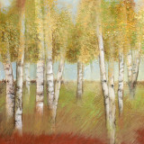 Birch Trees II Posters Birch Trees II Posters