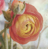 Sunburst Prints by Donna Geissler