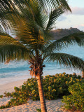 Sunset Palms I Art by Susan Bryant