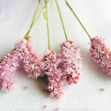 Scented Powdered Kunstdrucke von Amelie Vuillon