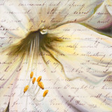 Lily Script II Posters by Patricia Pinto Lily Script II Posters by Patricia Pinto