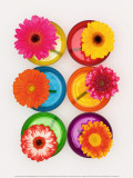 Six Flowers Posters by Camille Soulayrol
