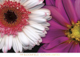 White Gerbera and Pink Dahlia Kunst av Pip Bloomfield White Gerbera and Pink Dahlia Kunst av Pip Bloomfield