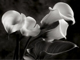 Calla Lilies No. 1 Poster par Sondra Wampler