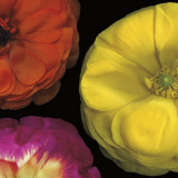 Ranunculus II Right Posters av Pip Bloomfield Ranunculus II Right Posters av Pip Bloomfield