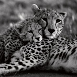 Cheetah With Cub Plakater af Danita Delimont Cheetah With Cub Plakater af Danita Delimont