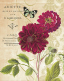 Red Dahlias Kunstdrucke von Paula Scaletta