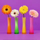 Four Flowers and Pink Background Poster by Camille Soulayrol