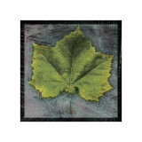 Sycamore Lámina giclée por John Golden Sycamore Lámina giclée por John Golden