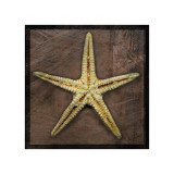 Estrellas de mar Lámina giclée por John Golden Estrellas de mar Lámina giclée por John Golden