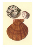 Sea Shells Posters