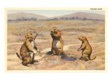 Three Prairie Dogs Prints