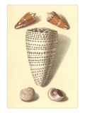 Seashells Poster