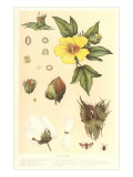 Botany of the Cotton Plant Posters