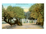 Cedros salados, Corpus Christi, Tejas Lámina giclée