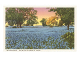 Blue Bonnets, State Flower of Texas Posters