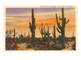 Saguaro-Kakteen Poster