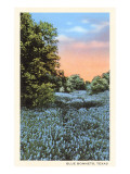 Field of Bluebonnets, Texas Foto