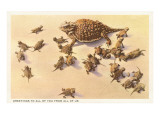 Horny Toad Family Giclee Print