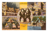 Animals from Zoo, San Antonio, Texas Prints