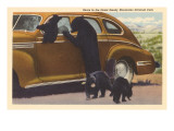 Bears at Car, Great Smoky Mountains Posters