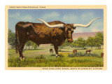 Longhorn Steer, Rockdale, Texas Posters