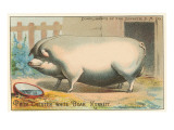 Bloated Pig reproduction procédé giclée