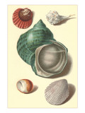 Seashells Prints