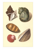 Seashells Posters