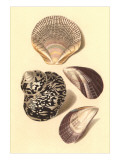Seashells Prints
