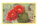 Blooming Prickly Pear Cactus Giclee Print