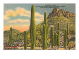 Gruppen von Saguaro-Kakteen Poster