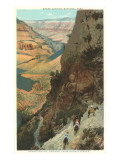 Pack Animals on Trail in Grand Canyon Affiche