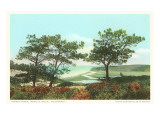 Torrey Pines, San Diego County, California Prints
