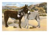 Burros Snuggling, Romance in the Rockies Photo