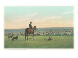 Sheep Herding in the West Poster