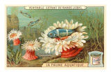 Aquatic Fauna, Sea Anemones Lámina giclée Aquatic Fauna, Sea Anemones Lámina giclée