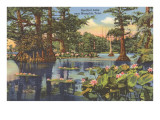 Reelfoot Lake, Memphis, Tennessee Posters