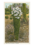Flowering Saguaro Cactus Giclée-Druck
