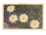 Night-Blooming Cereus Posters
