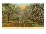 Irrigated Orchard in Bloom, Washington Giclee Print