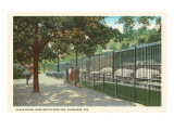 Zoo Polar Bears, Milwaukee, Wisconsin Giclee Print